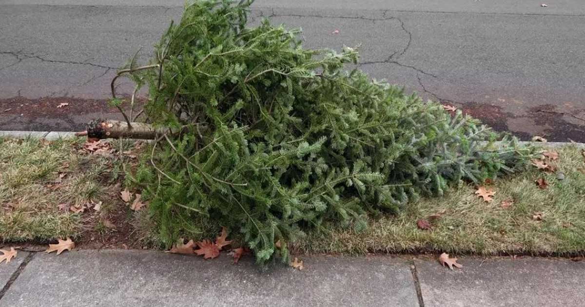 gata cu brazii aruncati pe strada amenzi date de primarii pentru cei care nu respecta regulile 882633 Brazi de Crăciun colectați pentru reciclare la un punct special amenajat de primărie în București, ianuarie 2026