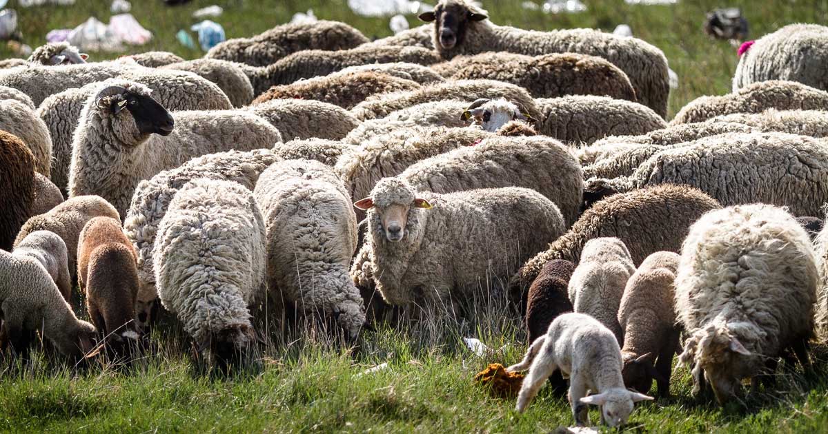 Carantina Nationala Oi Capre Ansvsa Pesta Rumegatoarelor 2026 063249