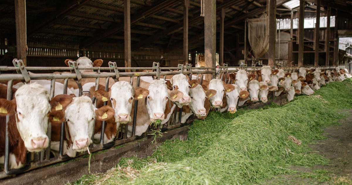 Fermă cu bovine și porci pe pășune în România, în contextul noilor ajutoare de stat APIA, august 2026