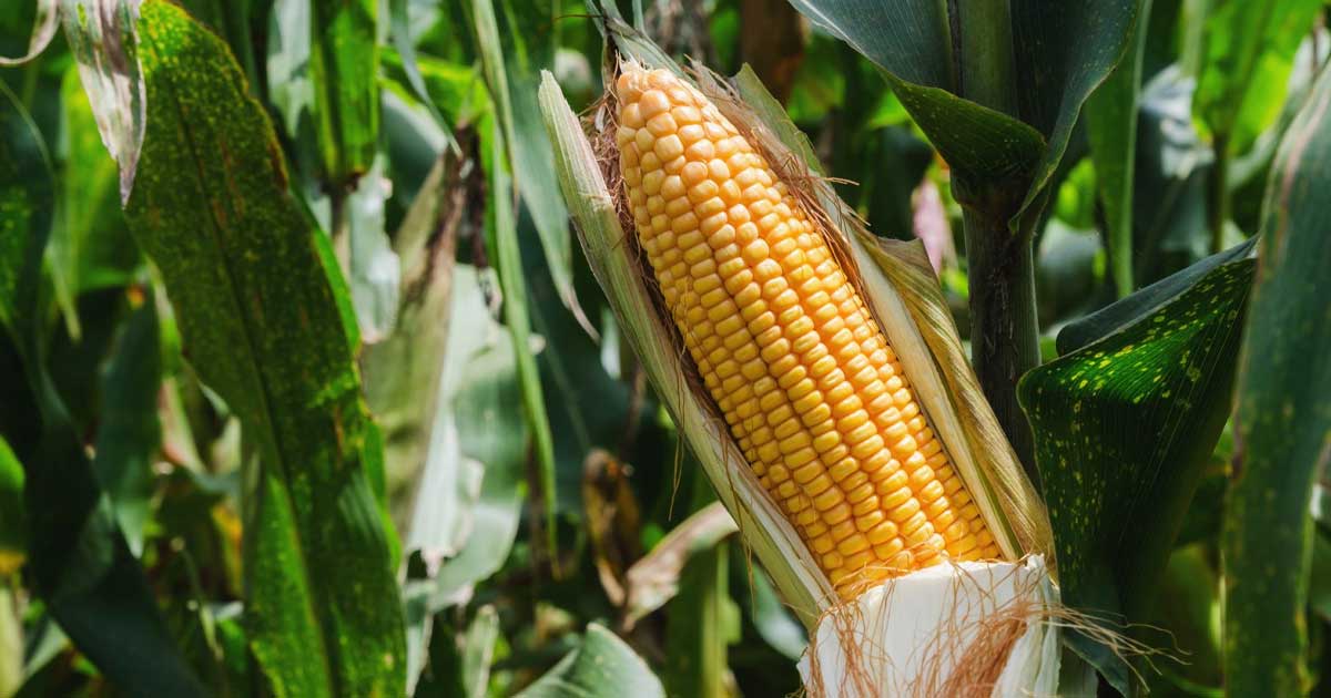 amenzi consiliul concurentei agricultura seminte 2026 286032 Semințe de porumb și produse fitosanitare pe un câmp agricol din România, în contextul amenzilor Consiliului Concurenței, august 2026