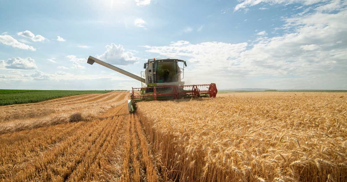 Câmp de grâu copt gata de recoltat în România, vara anului 2026, recoltă record națională