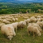 Comisia Europeană a aprobat planul României pentru deblocarea exportului de oi și capre