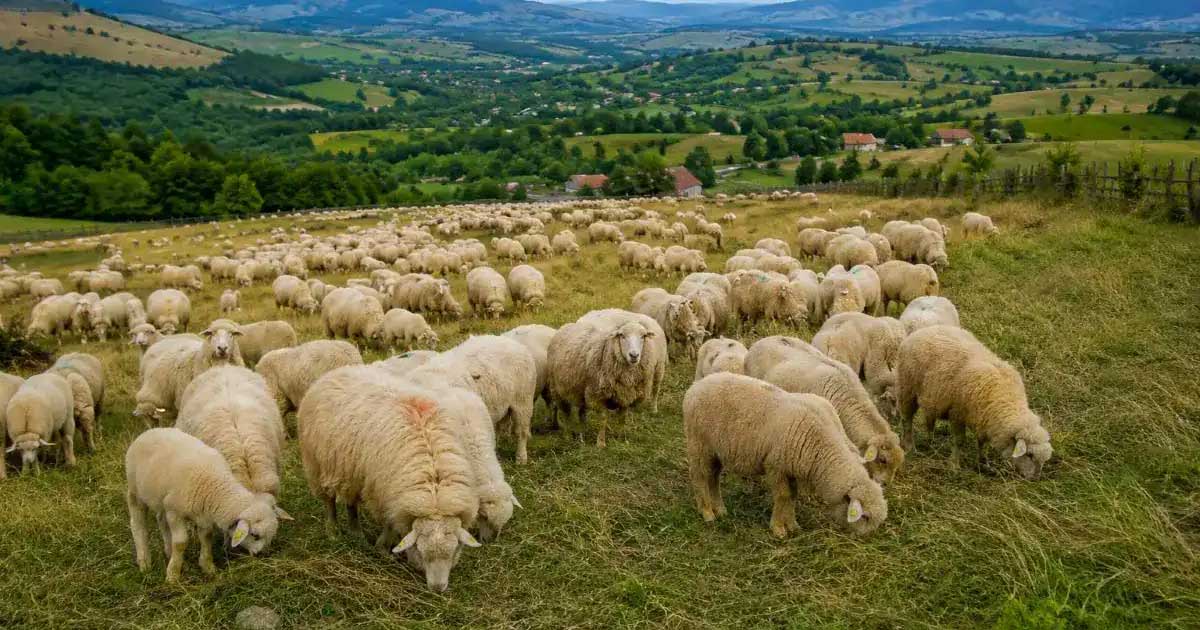 Turmă de oi la o fermă din România, context privind aprobarea planului de export către țări din afara UE, septembrie 2026