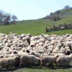 Șase certificate sanitar-veterinare pentru exporturile în Libia